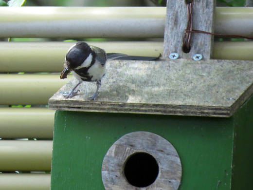 餌を加えた状態で巣箱の上を歩いているシジュウカラの親鳥の写真
