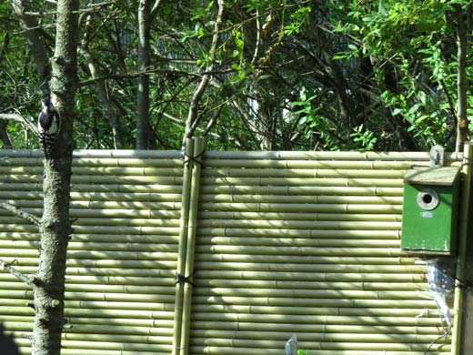 シジュウカラの巣箱の手前の木にとまっているアカゲラの写真