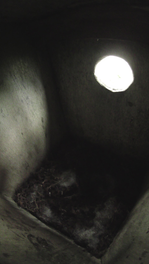 ハエが一匹穴宿りしているシジュウカラの巣箱の写真