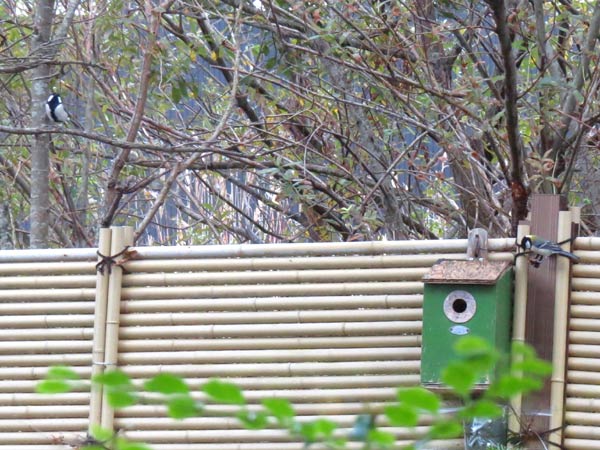 巣箱の周りにシジュウカラの番がやってきた姿を写した写真