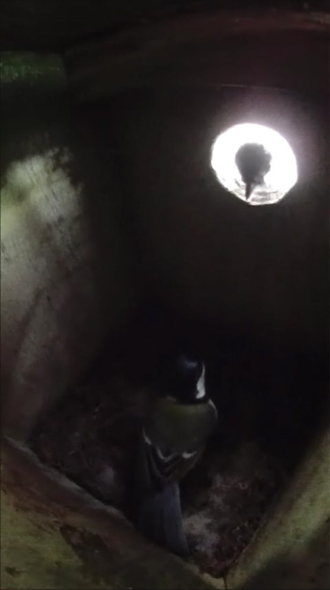 巣箱に入ったメスと巣穴に取り付いて中を覗きこむオスが見つめあって会話している写真