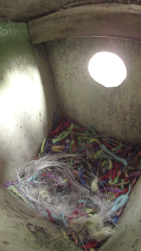 巣材搬入が進むシジュウカラの巣箱の写真