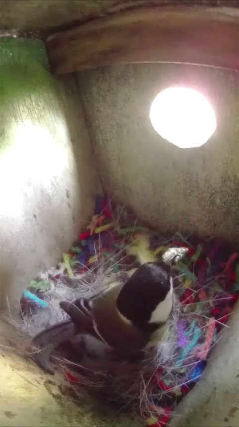 巣箱の中で餌を咥えているシジュウカラの母鳥の写真