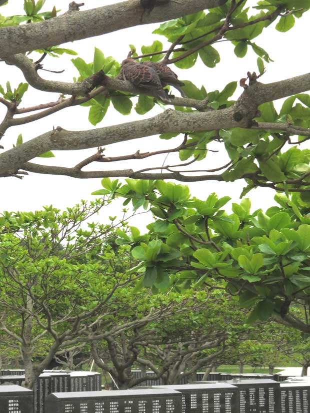 樹上で寄り添うキジバトの番の写真