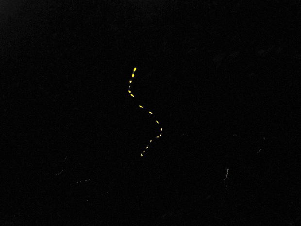 西表島のホタルが集団で光っている写真