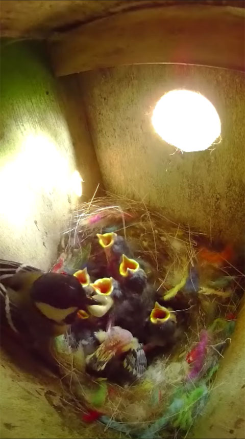 雛に給餌してフンを受け取る母鳥の写真
