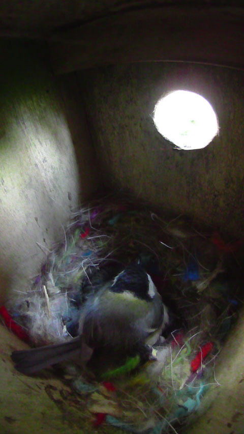 ニジの巣箱で雛を温めて眠る体制の母鳥の写真