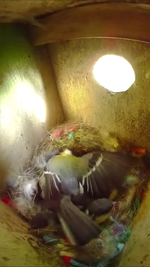 給餌が一段落して巣の手入れを始めた母鳥の写真