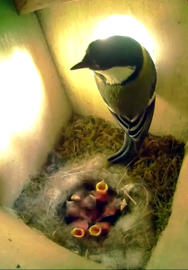 シジュウカラの父鳥が給餌が終わり巣箱を後にする時一瞬立ち止まって雛を振り返る姿を巣箱カメラが捉えた写真