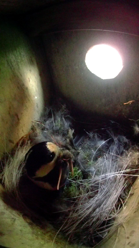何か動物の毛のような巣材を運び込むヤマガのラ母鳥の写真