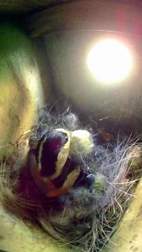 巣材を運びこみ巣穴を振り返るヤマガラの母鳥