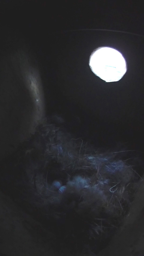 巣床で眠るヤマガラの母鳥