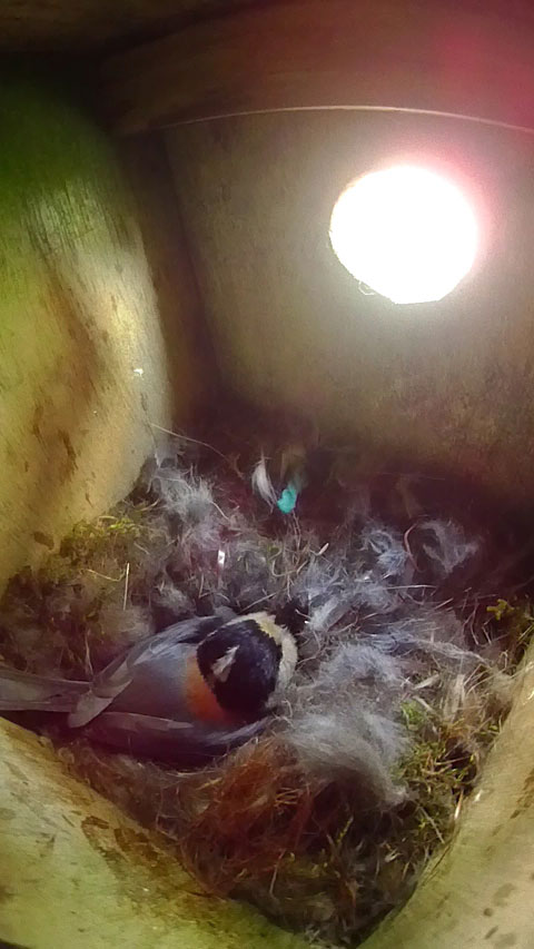 卵を温めるヤマガラ母鳥