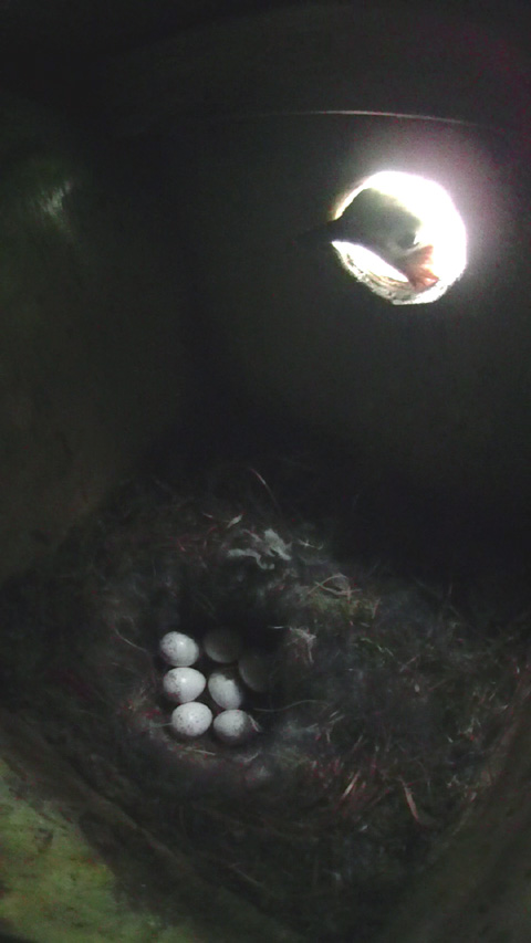 ヤマガラ母鳥の留守中　コムクドリが巣箱を覗いた