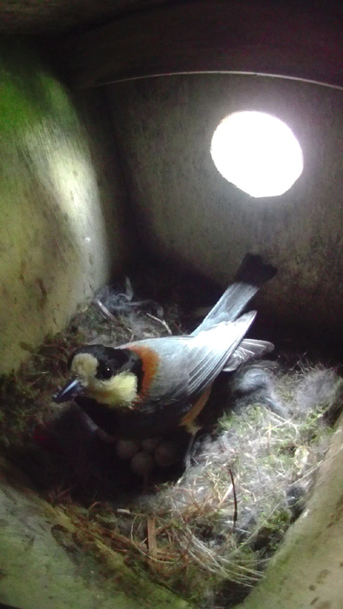 巣箱に帰ってきてカメラ目線をするヤマガラの母鳥