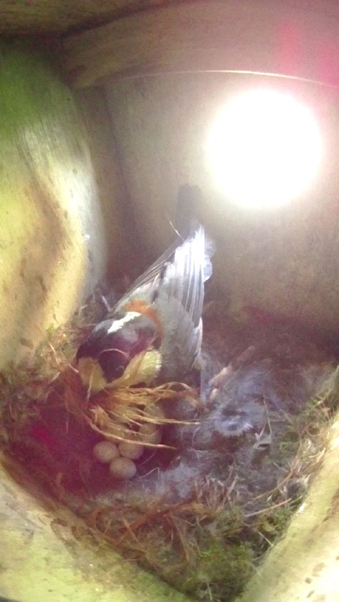ヤマガラの母鳥が多量の巣材を運んできた