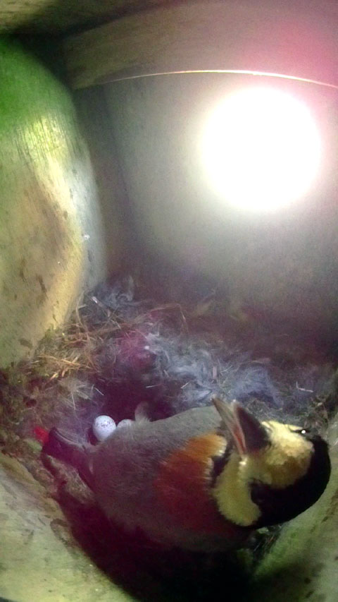 ヤマガラの母鳥は巣箱内部が暑くて口を開けて息をしている