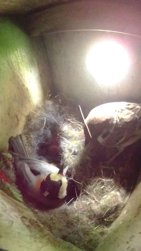 巣箱に飛び込んできたスズメを追い出すヤマガラの母鳥