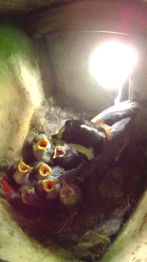 7羽の雛に給餌する親鳥