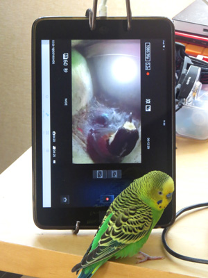 巣箱カメラの録画モニター画面を見て遠隔操作するセキセイインコのピースケ研究員の写真