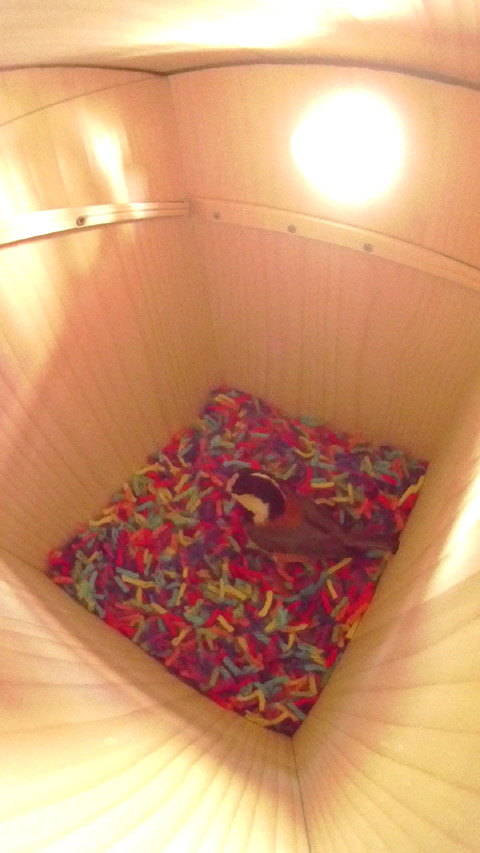 巣箱に敷き詰められた虹の毛糸のじゅうたんに乗っているヤマガラの写真
