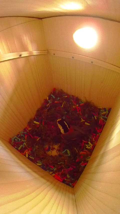 虹の巣箱の中で毛糸に天然素材を混ぜ込んで複合素材を作っているヤマガラの写真