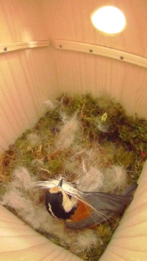 巣箱に白色の針状巣材を搬入するヤマガラ