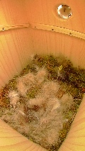 巣箱に巣材を搬入するヤマガラ