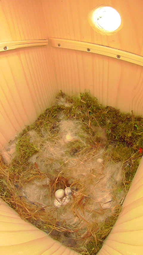 巣床に卵が四つ見えているヤマガラの巣箱の写真