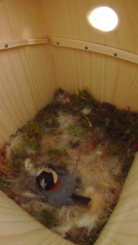 卵床でヤマガラ母鳥が抱卵する