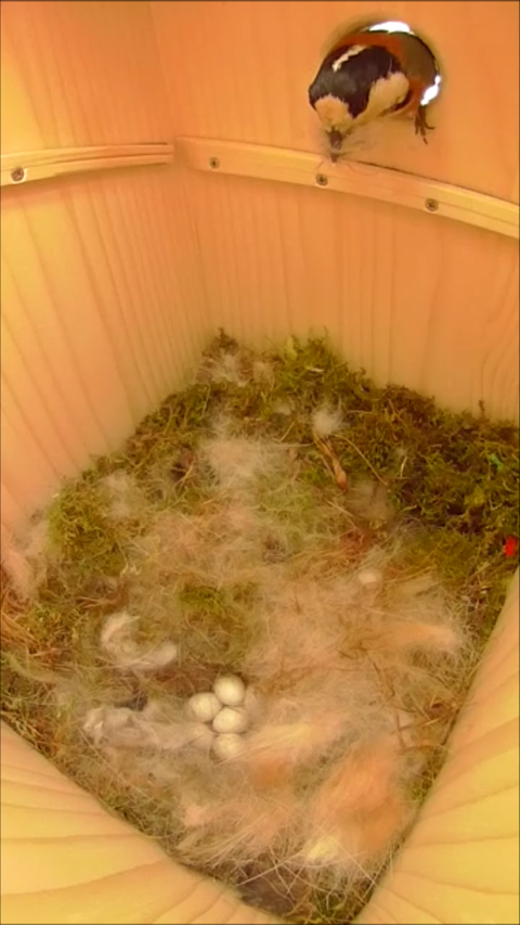 巣材を咥えて巣箱に帰ってきたヤマガラ母鳥の写真