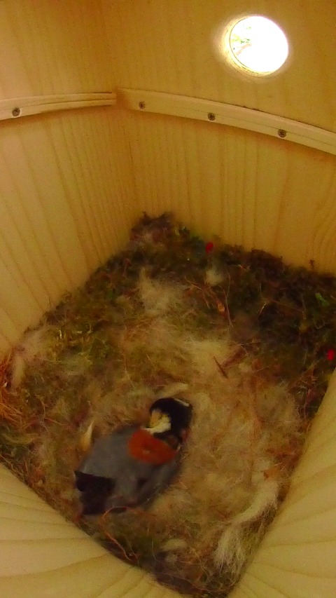 巣箱で抱卵しながら羽繕いをするヤマガラ