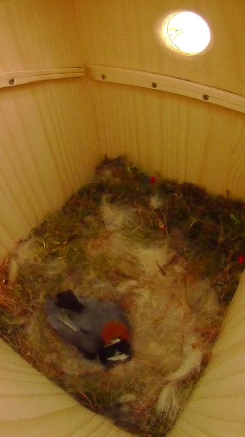 巣箱で抱卵しながら羽繕いするヤマガラ