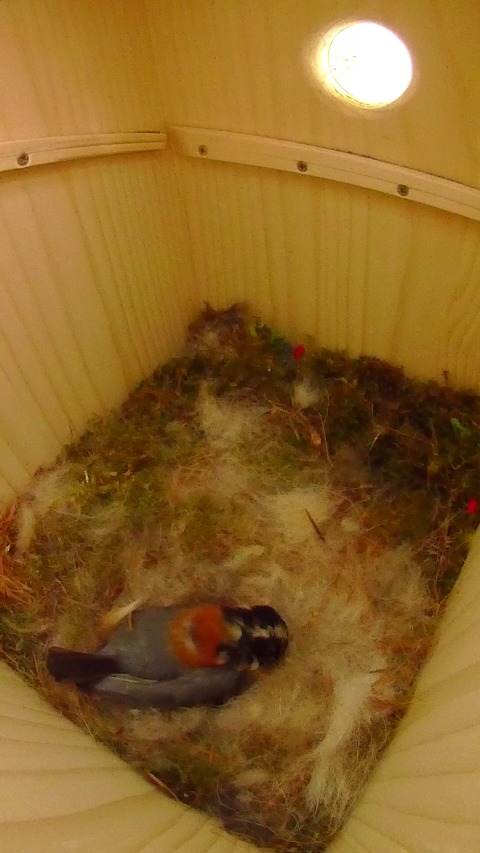 巣箱で抱卵しながら卵床の手入れもするヤマガラ