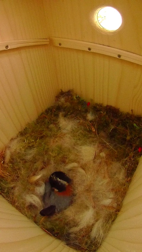 巣箱で抱卵しながら巣材を漉き込むヤマガラ