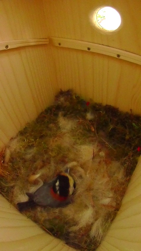 巣箱で抱卵中外からの呼び掛けに応えるヤマガラ