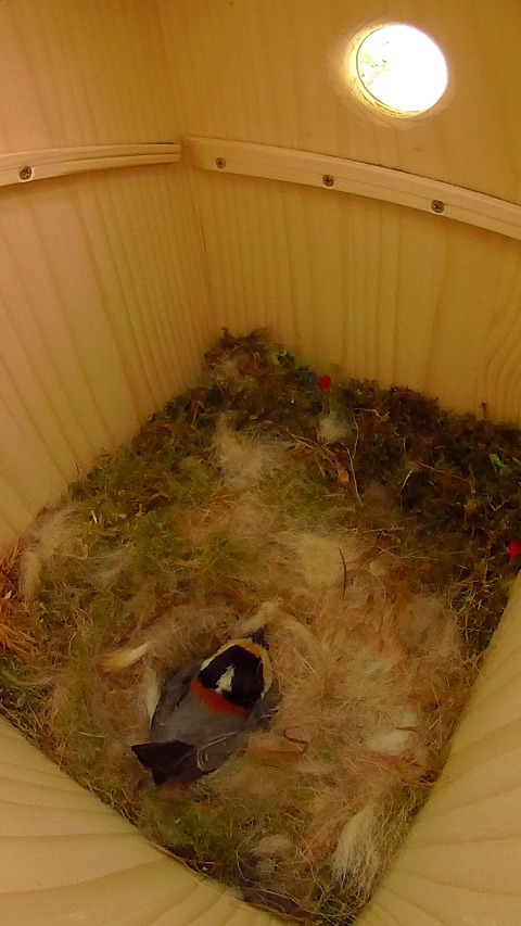 巣箱で抱卵するヤマガラ