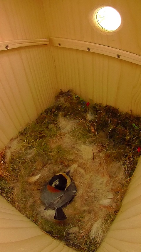 巣箱で抱卵するヤマガラ