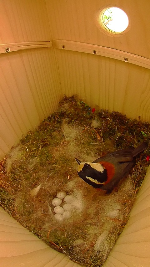 帰宅後卵を確認して巣穴を振り返るヤマガラ