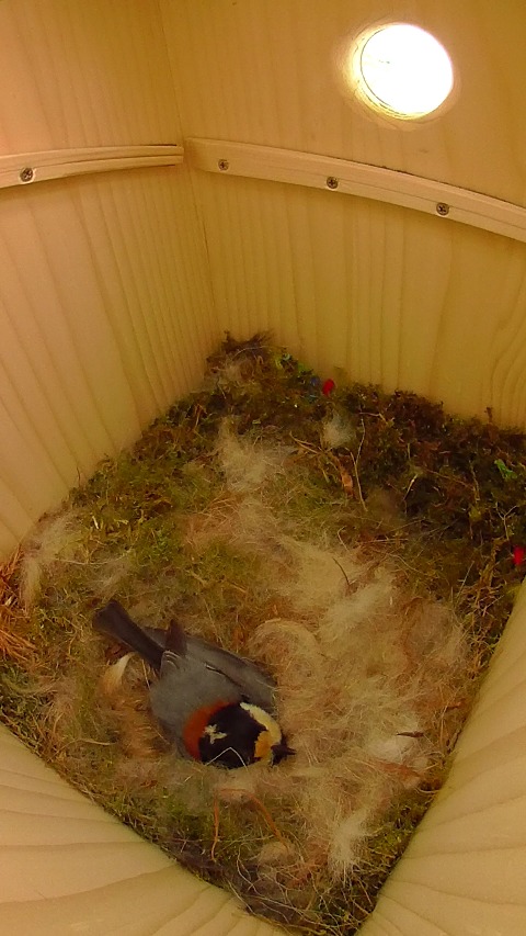 巣箱で卵床に嵌って抱卵するヤマガラ