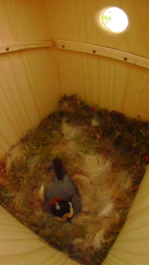 巣箱の卵床で抱卵するヤマガラ