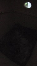 真っ暗な巣箱で卵床を手入れするヤマガラ母鳥