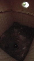 薄明るい巣箱で営巣作業をしているヤマガラ母鳥