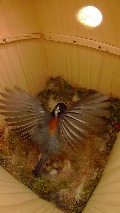 巣箱の中で羽を広げるヤマガラ母鳥