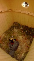 巣穴を覗くスズメを威嚇するヤマガラ母鳥