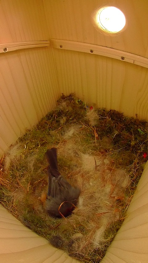 卵床に逆立ちして卵を混ぜるヤマガラ母鳥