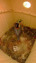 巣材を搬出するヤマガラ母鳥