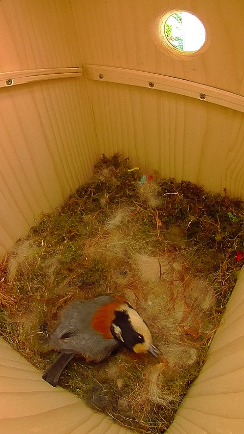 卵床を手入れするヤマガラ母鳥