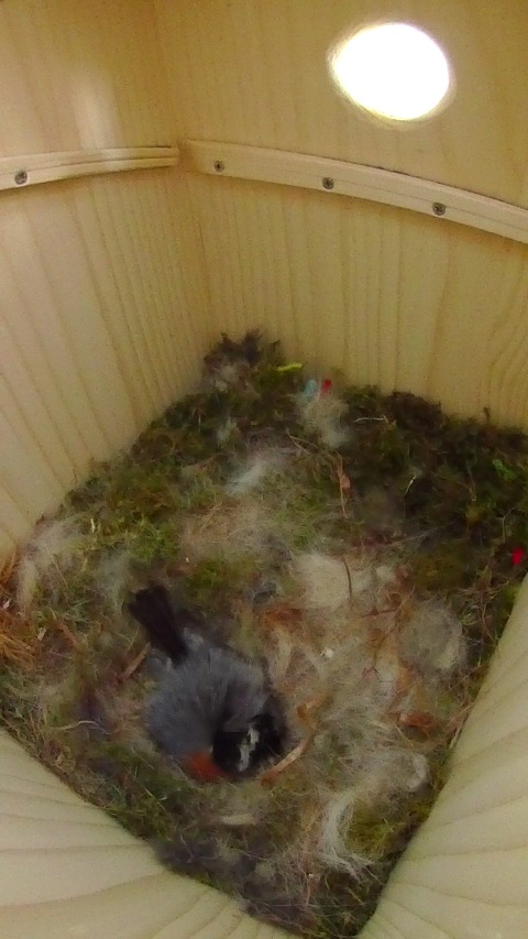 卵床で寝ながら抱卵するヤマガラ母鳥