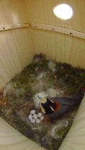 巣材を搬入するヤマガラ母鳥